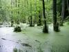 Wasserwald im Nationalpark Jasmund