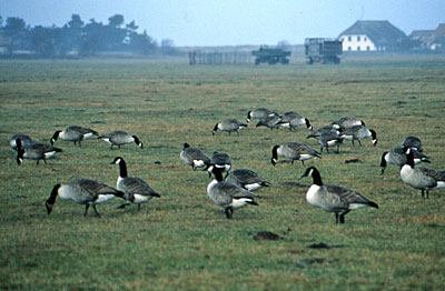 Graugnse auf Hiddensee und Rgen